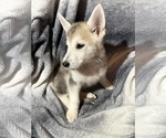 Small Photo #4 German Shepherd Dog-Siberian Husky Mix Puppy For Sale in BEAUMONT, CA, USA