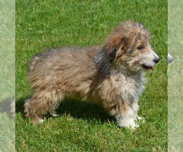Medium Photo #11 Sheltidoodle Puppy For Sale in SHIPPENSBURG, PA, USA