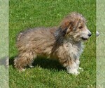 Small Photo #11 Sheltidoodle Puppy For Sale in SHIPPENSBURG, PA, USA