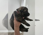 Puppy Puppy 1 German Shepherd Dog