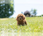 Small Photo #4 Cavapoo Puppy For Sale in WARSAW, IN, USA