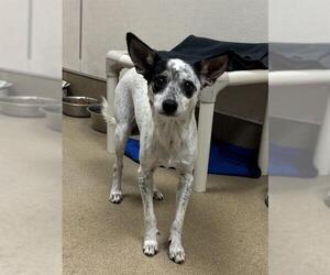Rat Terrier Dogs for adoption in Sacramento, CA, USA