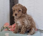 Small #3 Cockapoo (Toy)