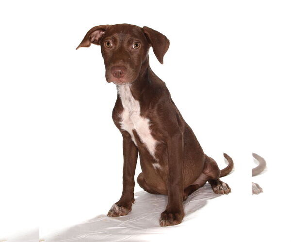Medium Photo #3 Chocolate Labrador retriever-Unknown Mix Puppy For Sale in Oakland Park, FL, USA
