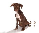 Small #2 Chocolate Labrador retriever Mix