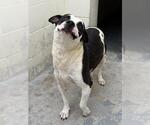 Small #1 American Pit Bull Terrier Mix