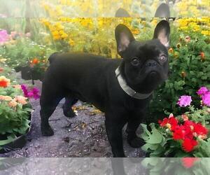 Father of the French Bulldog puppies born on 05/05/2026