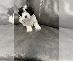 Maltese Puppy for sale in INDIAN TRAIL, NC, USA