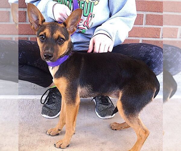 Medium Photo #3 Chipin Puppy For Sale in Carrollton, TX, USA