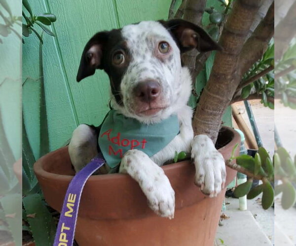 Medium Photo #1 Pointer Aussie Puppy For Sale in Fresno, CA, USA