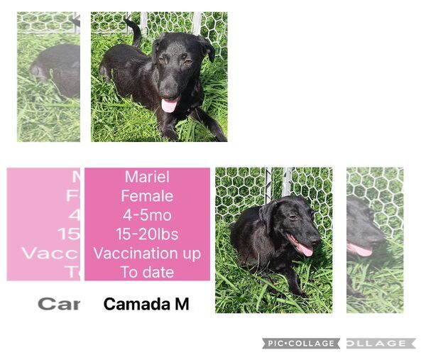 Medium Photo #5 Mutt Puppy For Sale in Virginia Beach, VA, USA