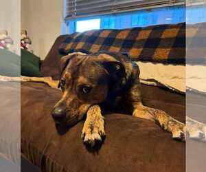 Mutt Dogs for adoption in Holly Springs, NC, USA