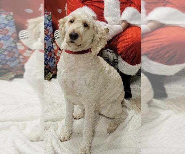 Medium Photo #2 Goldendoodle Puppy For Sale in McDonough, GA, USA