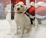 Small #1 Goldendoodle
