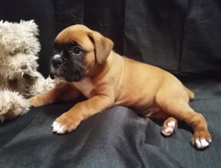 Boxer Puppy for sale in COLTON, OR, USA