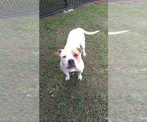 American Staffordshire Terrier-Unknown Mix Dogs for adoption in San Antonio, TX, USA