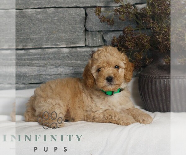 Medium Photo #2 Poodle (Miniature) Puppy For Sale in GORDONVILLE, PA, USA