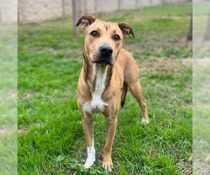 American Staffordshire Terrier-Unknown Mix Dogs for adoption in Modesto, CA, USA