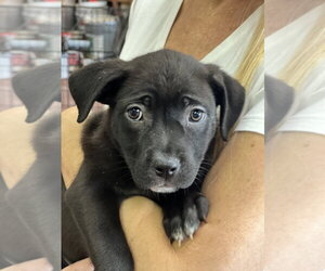 Labrador Retriever-Unknown Mix Dogs for adoption in Dana Point, CA, USA