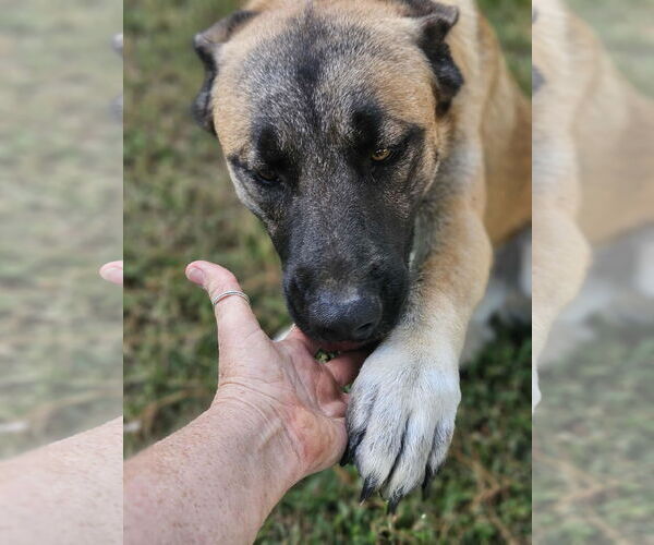 Medium Photo #15 Black Mouth Cur-Unknown Mix Puppy For Sale in Wakefield, RI, USA