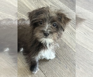 Morkie Puppy for sale in MARTINSVILLE, IN, USA