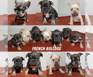 French Bulldog Puppy for Sale in GOSHEN, Indiana USA