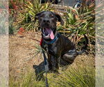 Small #9 Labrador Retriever Mix