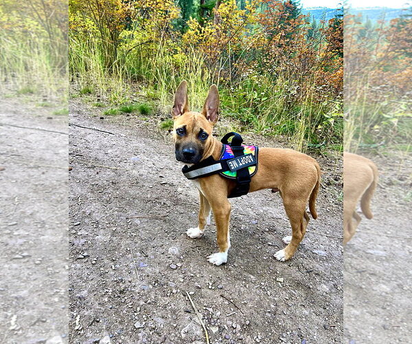 Medium Photo #1 German Shepherd Dog-Unknown Mix Puppy For Sale in Polson, MT, USA