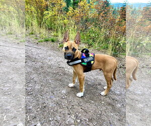German Shepherd Dog-Unknown Mix Dogs for adoption in Polson, MT, USA