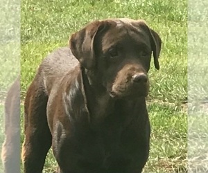 Father of the Labrador Retriever puppies born on 03/20/2024