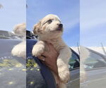 Small #2 Border-Aussie