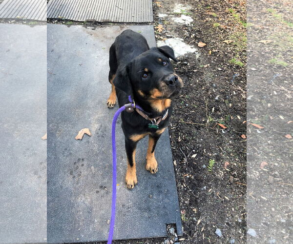 Medium Photo #14 Rottweiler Puppy For Sale in Rockaway, NJ, USA