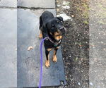 Small #13 Rottweiler