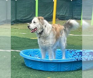 Auggie - Male Great Pyrenees-Unknown Mix Dog for Adoption - Photo #3