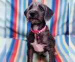 Small #1 Colonial Cocker Spaniel Mix