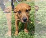 Small #1 Boxer Mix