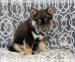 Pomsky Puppy for sale in LAKELAND, FL, USA