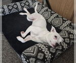 Small #2 American Bulldog-Boston Terrier Mix