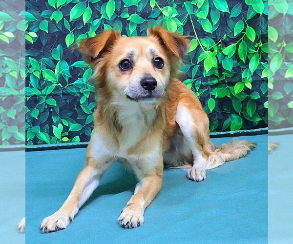 Medium Photo #2 Mutt Puppy For Sale in Wetumpka, AL, USA