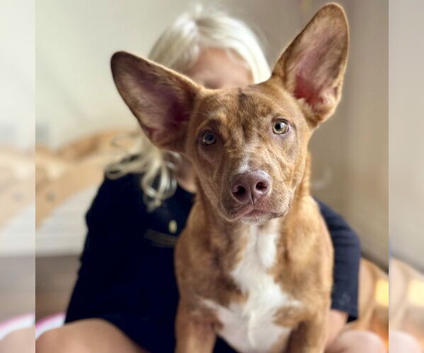 Medium Photo #6 Mutt Puppy For Sale in San Juan Capistrano, CA, USA