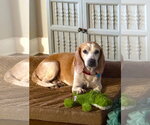 Small #1 Beagle Mix