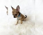 Small #8 Chihuahua