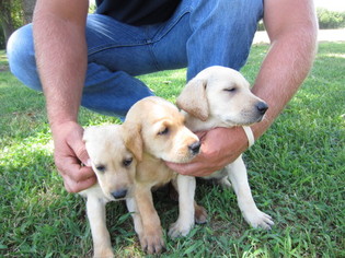Labrador Retriever Puppy for sale in INDEPENDENCE, KS, USA