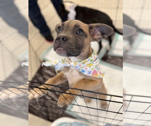 Boxer-Unknown Mix Dogs for adoption in Holly Springs, NC, USA