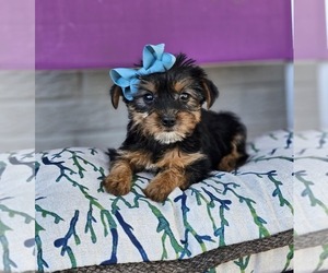 Yorkshire Terrier Puppy for sale in INDIANAPOLIS, IN, USA