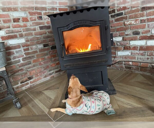 Medium Photo #15 Chihuahua-Unknown Mix Puppy For Sale in East Derry, NH, USA