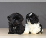 Small Photo #12 Shih Tzu Puppy For Sale in SCOTTSDALE, AZ, USA