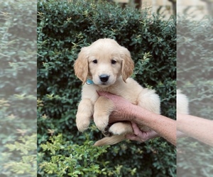Golden Retriever Puppy for Sale in ROSANKY, Texas USA