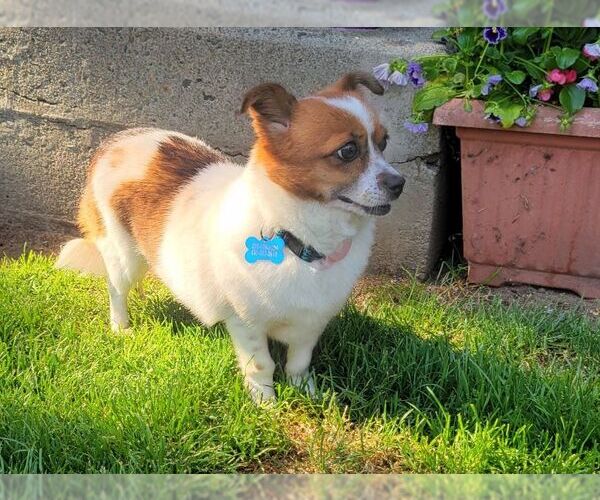 Medium Photo #6 Pembroke Welsh Corgi-Unknown Mix Puppy For Sale in Seattle, WA, USA
