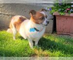 Small #5 Pembroke Welsh Corgi Mix